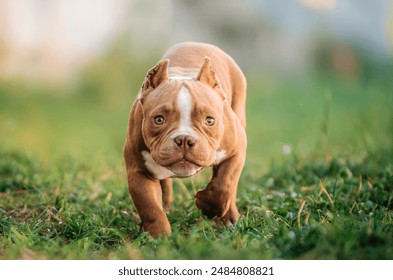 Características Físicas Marcantes: Um Olhar Detalhado - inspiração 1