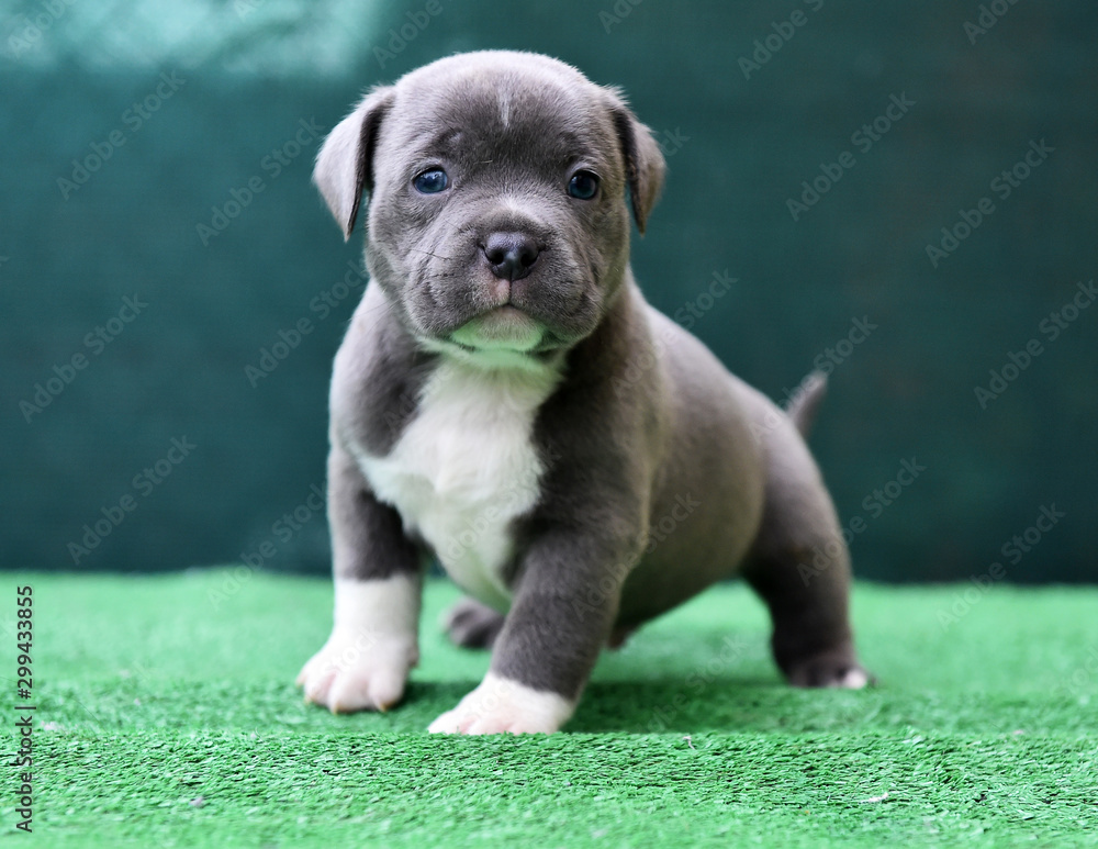 Tipos de American Bully: Compreendendo as Variações - inspiração 1