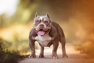Tipos de American Bully: Compreendendo as Variações - inspiração 2