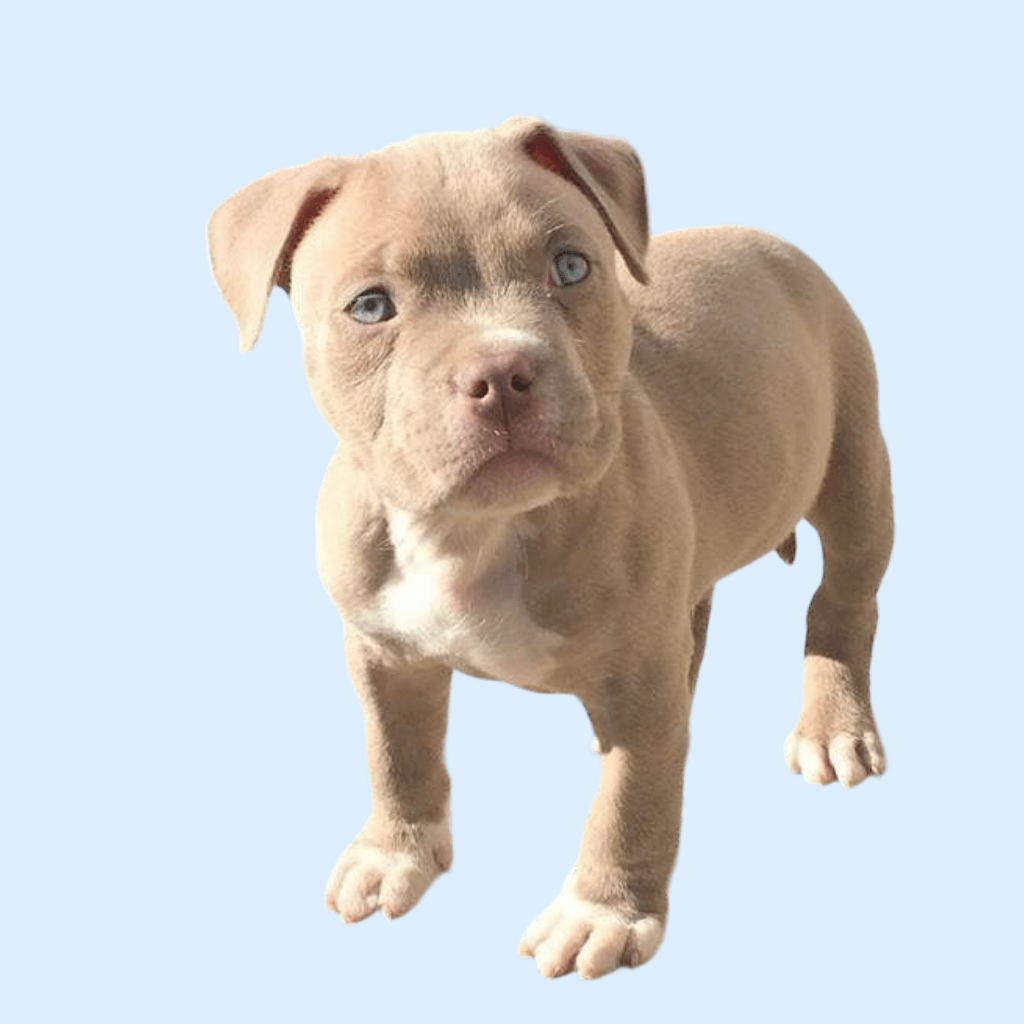 Alimentação Adequada: Nutrição para um Bully Saudável - inspiração 2