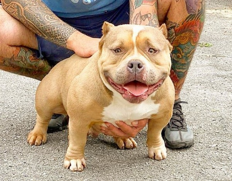 Treinamento e Socialização: Construindo um Cão Equilibrado - inspiração 1