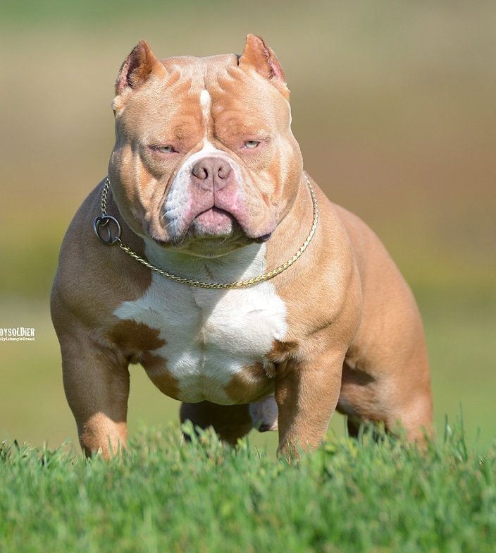 O American Bully em Família: Interação com Crianças e Outros Pets - inspiração 1