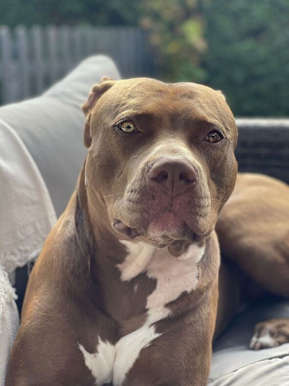 Desafios Comuns e Como Lidar: Dicas de um Criador Experiente - inspiração 2