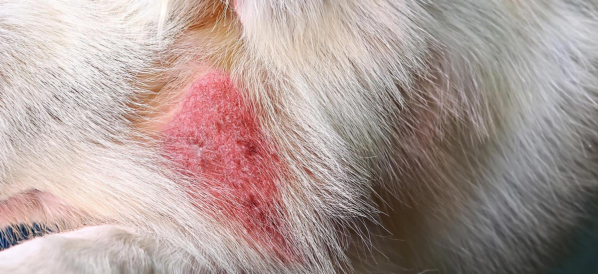 Alergia a Pulgas: Um Inimigo Comum e Persistente - inspiração 1