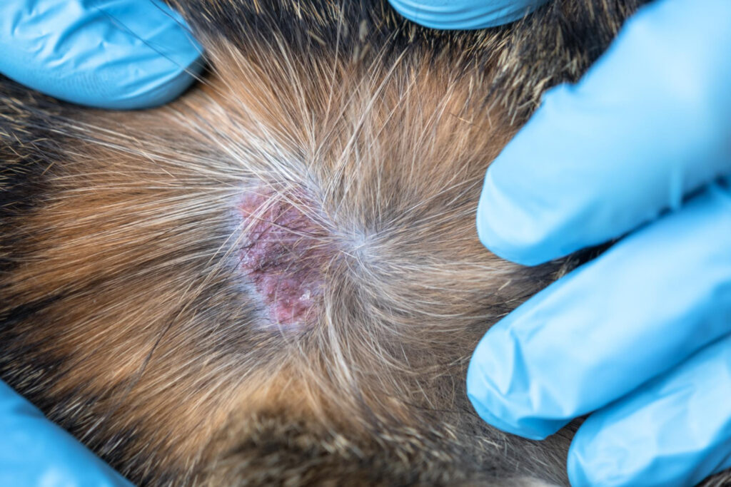 O Papel Crucial do Veterinário no Diagnóstico Preciso - inspiração 1