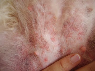 Tratamentos Tópicos e Medicamentosos: Alívio para a Pele Irritada - inspiração 1