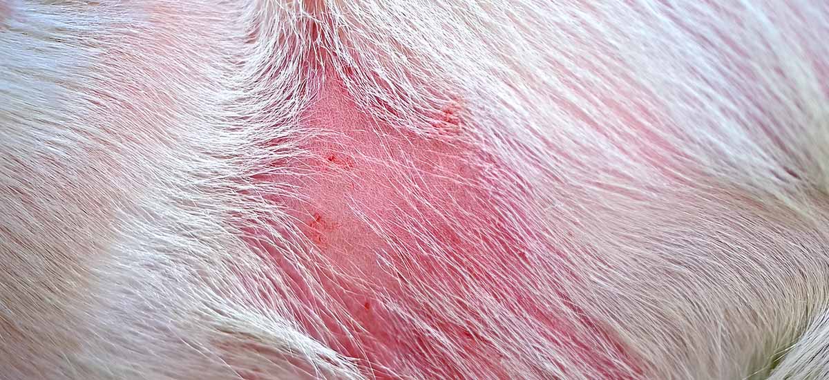 A Importância da Alimentação Correta na Prevenção e Controle - inspiração 1