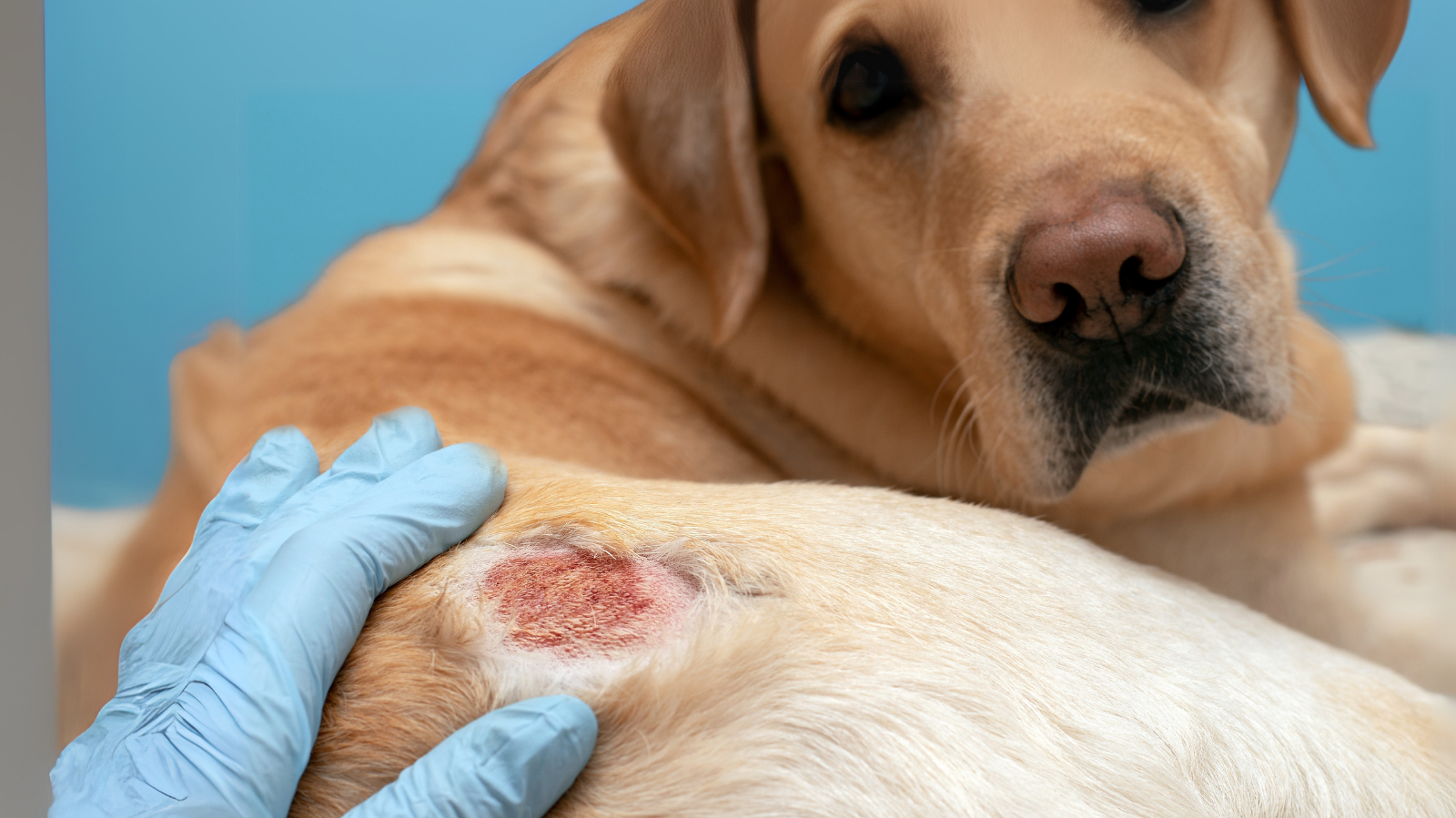 A Importância da Alimentação Correta na Prevenção e Controle - inspiração 2