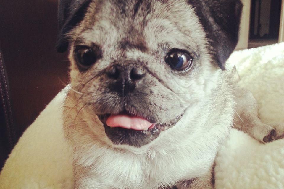 Cachorro com Síndrome de Down: O Veredito Científico Que Você Precisa Conhecer