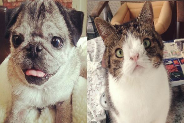 Quando os Sinais Enganam: Condições Caninas Que Parecem, Mas Não São Síndrome de Down