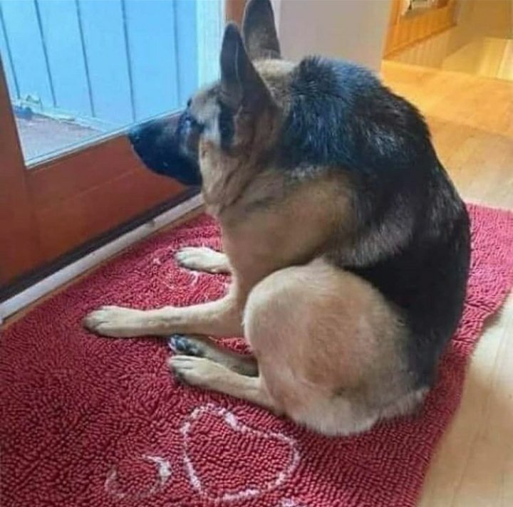 Temperatura e Umidade: Os segredos para o bem-estar dele - inspiração 1