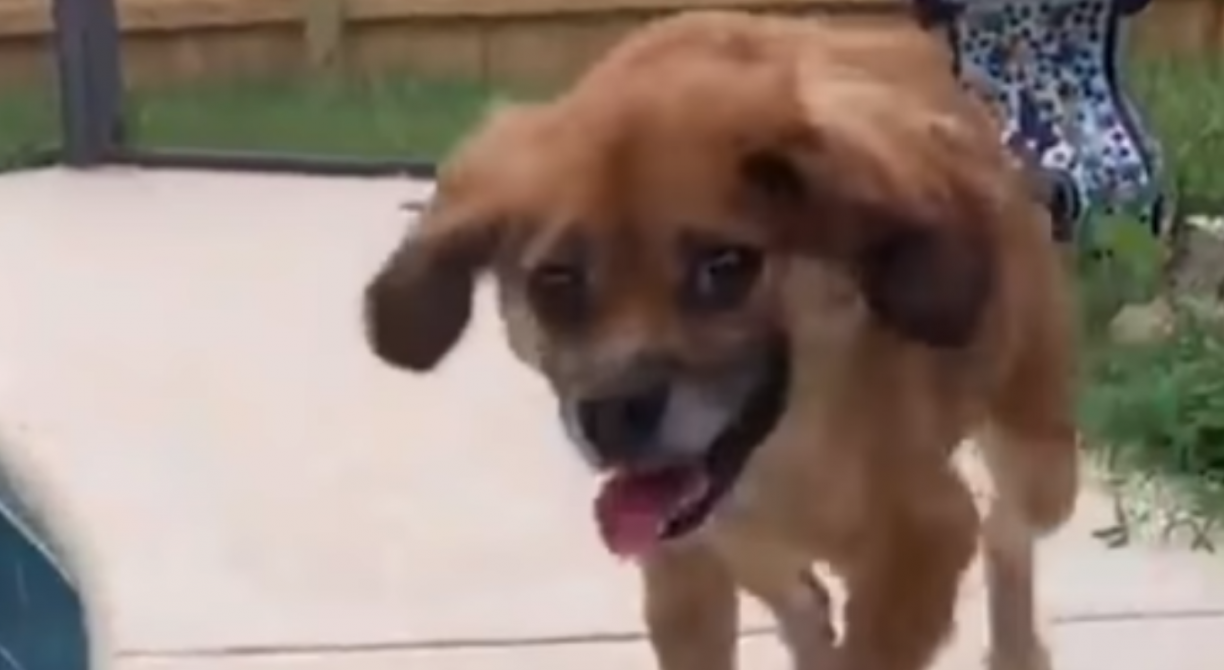 Hidratação Diária: A importância da água para seu amigo - inspiração 1