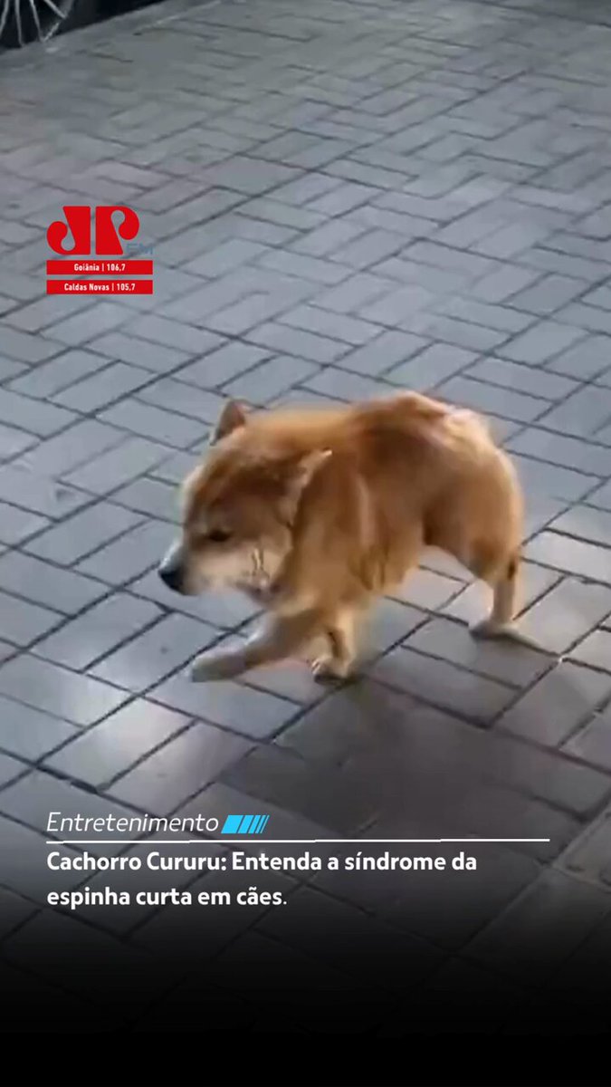 Manuseio e Socialização: Como interagir sem estresse - inspiração 2