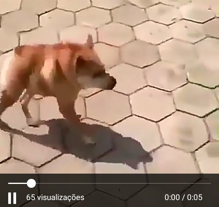 Higiene do Terrário: Prevenindo problemas de saúde - inspiração 1