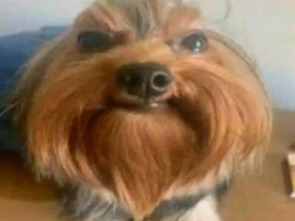 Higiene do Terrário: Prevenindo problemas de saúde - inspiração 2