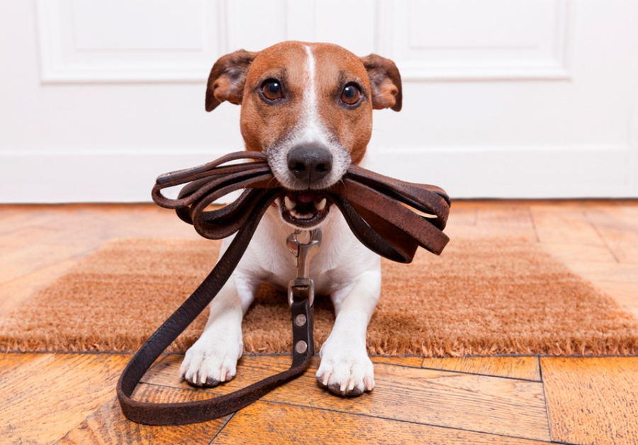 Entendendo a Legislação: O Que Dizem as Leis Sobre Pets em Condomínios? - inspiração 1