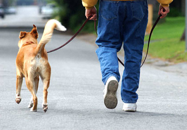 Entendendo a Legislação: O Que Dizem as Leis Sobre Pets em Condomínios? - inspiração 2