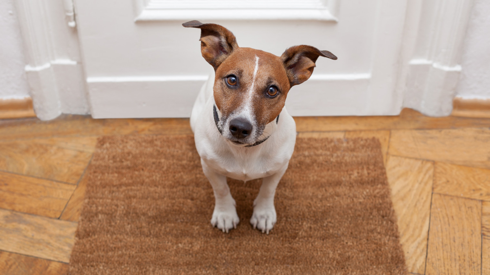Adestramento e Socialização: Ferramentas Poderosas para um Bom Comportamento - inspiração 2