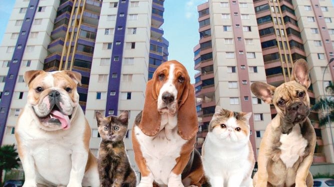 Visitas e Passeios: Regras de Ouro para Manter a Tranquilidade - inspiração 1