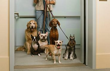 Visitas e Passeios: Regras de Ouro para Manter a Tranquilidade - inspiração 2