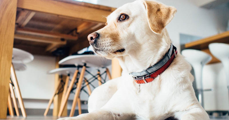 Animais de Grande Porte ou Raças Específicas: Mitos e Verdades - inspiração 1