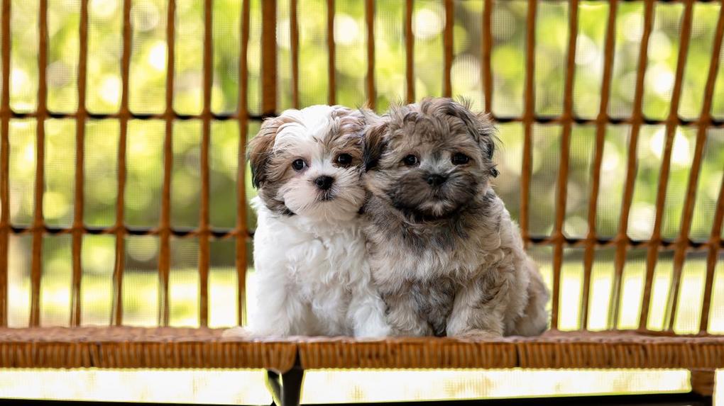 Animais de Grande Porte ou Raças Específicas: Mitos e Verdades - inspiração 2