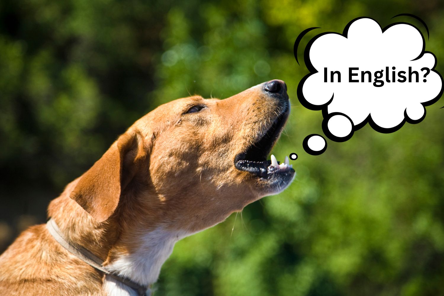 H2: O Básico Essencial: 'Dog', 'Puppy' e 'Pup'