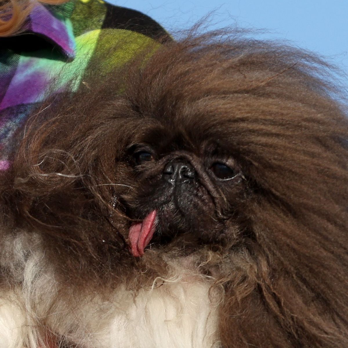 Dicas para Quem Pensa em Adotar um Cão com Características Únicas. - inspiração 1