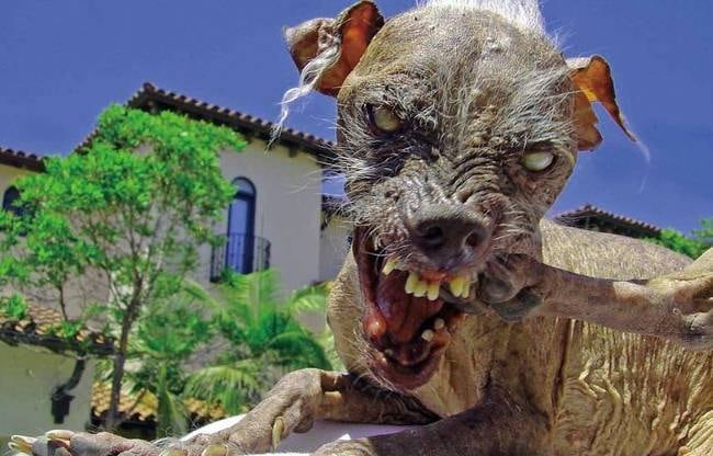 O Poder da Aceitação: Celebrando a Diversidade Canina. - inspiração 1