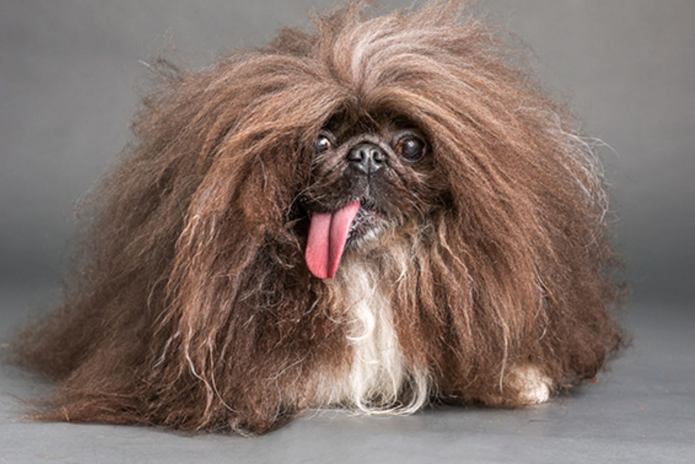 O Poder da Aceitação: Celebrando a Diversidade Canina. - inspiração 2