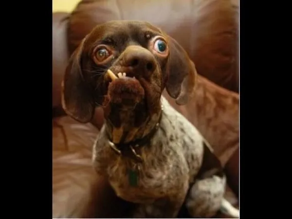 Como Esses Cães Encontram o Amor Incondicional. - inspiração 1