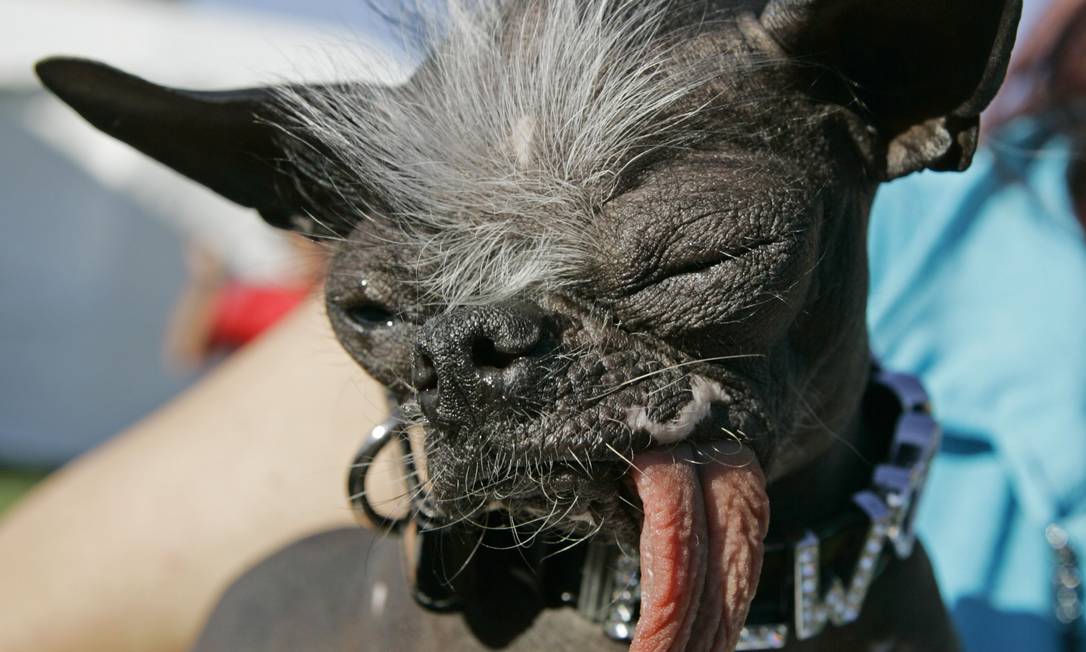 Entendendo os Padrões de Beleza Canina (e Por Que Quebrá-los). - inspiração 2