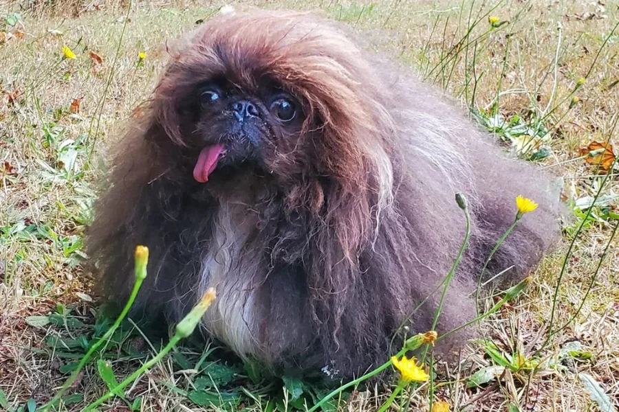 O Papel das Raças Específicas no Concurso 'Cachorro Mais Feio'. - inspiração 1