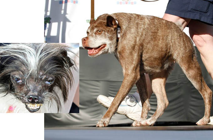 O Papel das Raças Específicas no Concurso 'Cachorro Mais Feio'. - inspiração 2