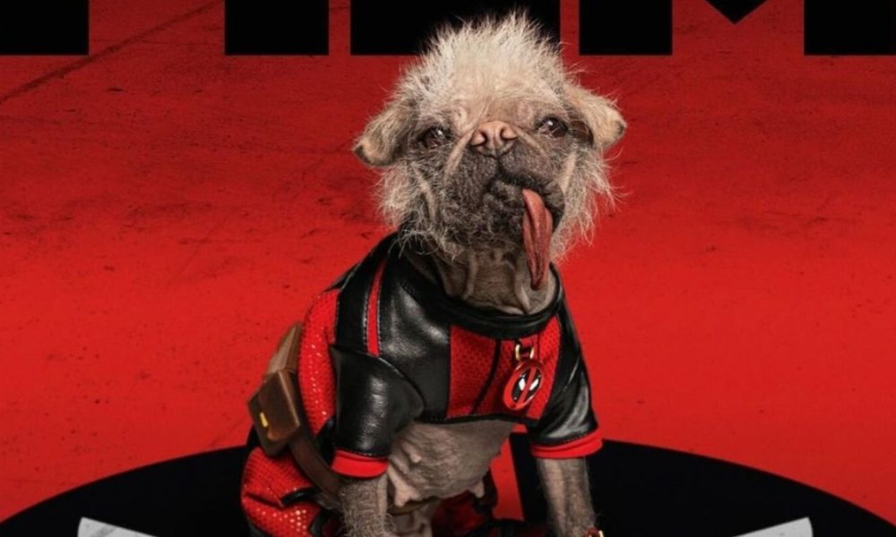 O Que Podemos Aprender Sobre Empatia com Eles? - inspiração 1