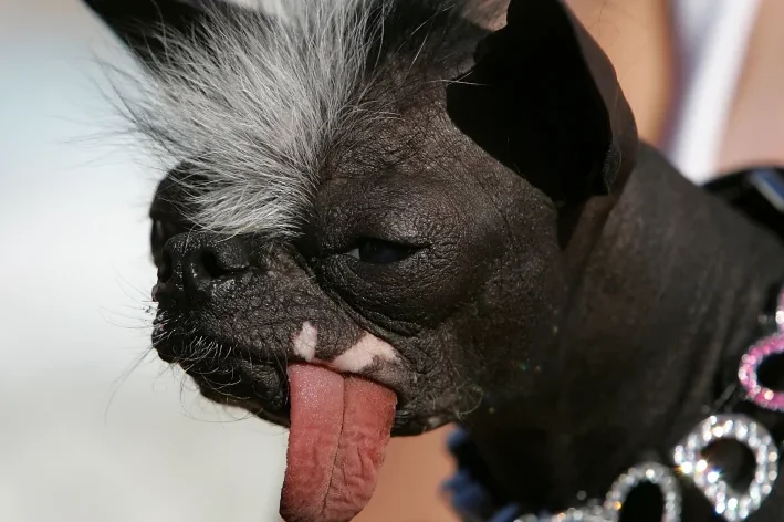 O Que Podemos Aprender Sobre Empatia com Eles? - inspiração 2