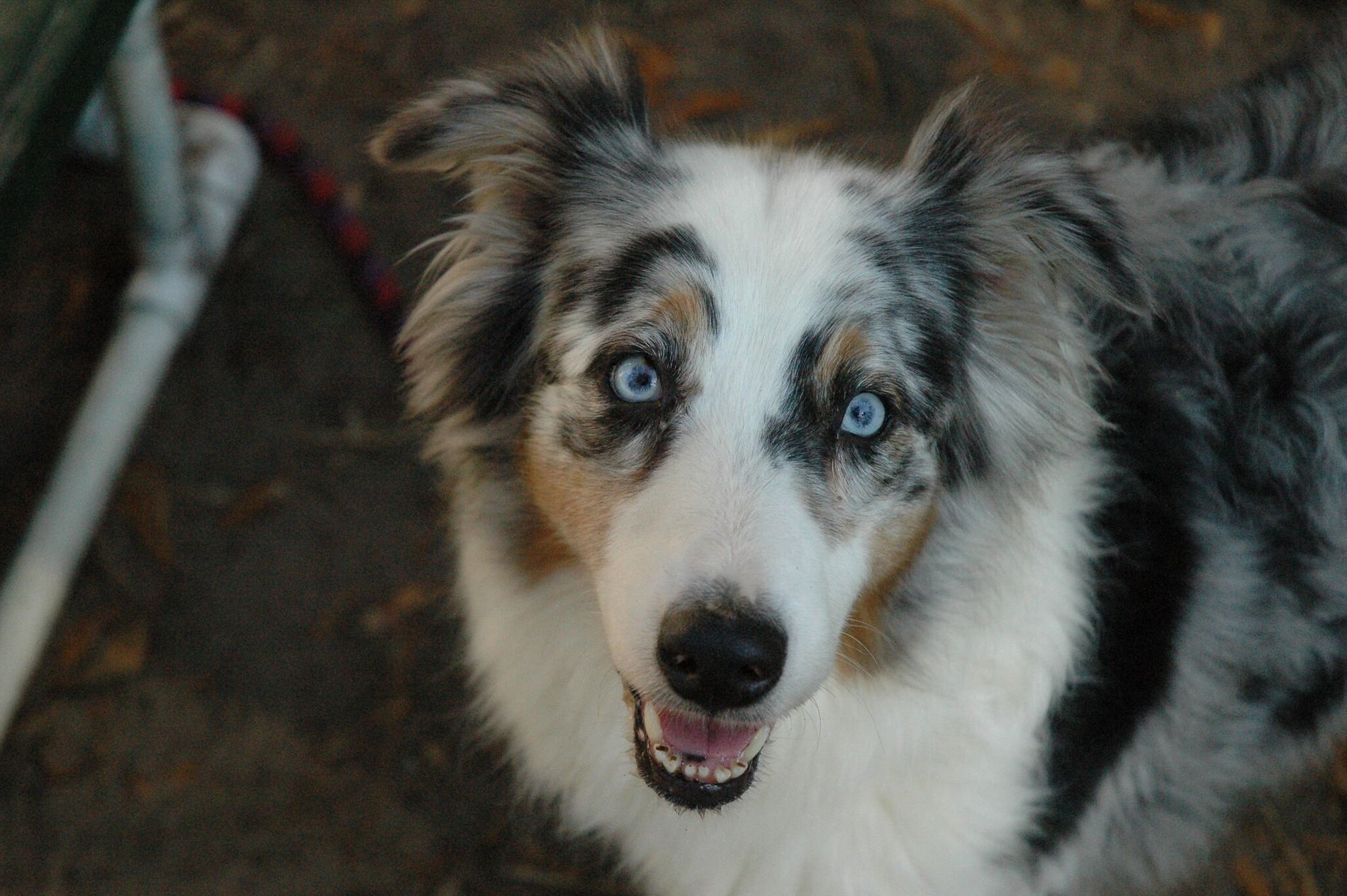 Entendendo os Tipos de Inteligência Canina - inspiração 2