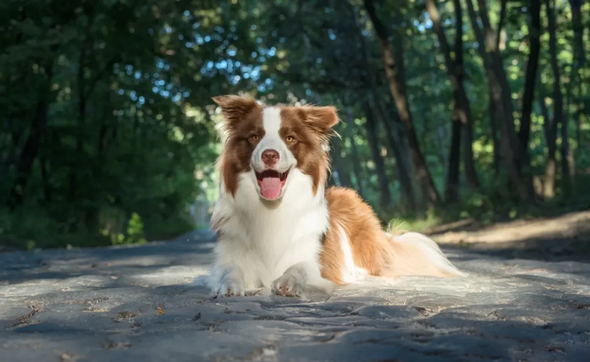 Raças Frequentemente Citadas e Suas Habilidades - inspiração 1