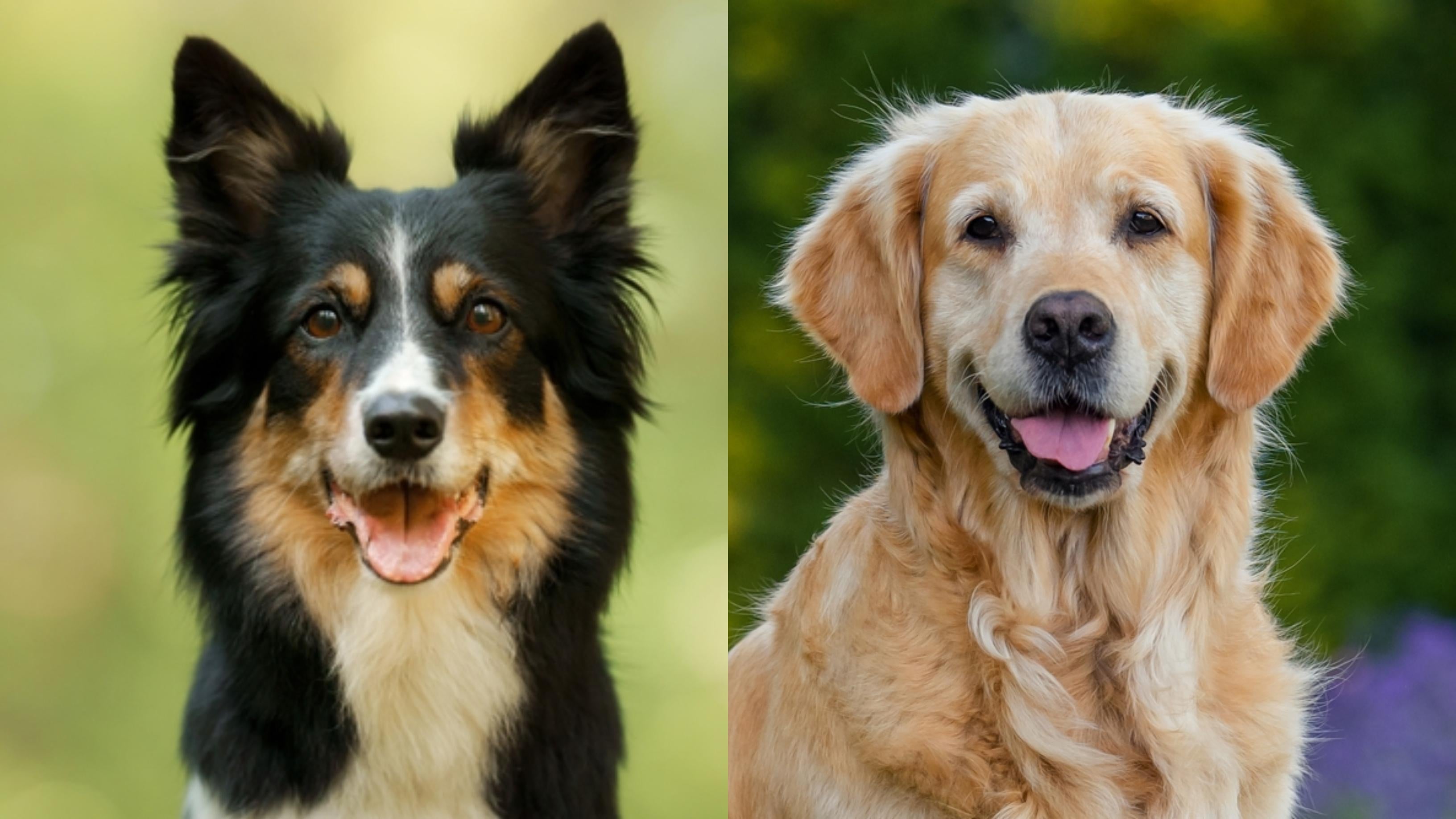 A Ciência por Trás da Avaliação de Inteligência - inspiração 2