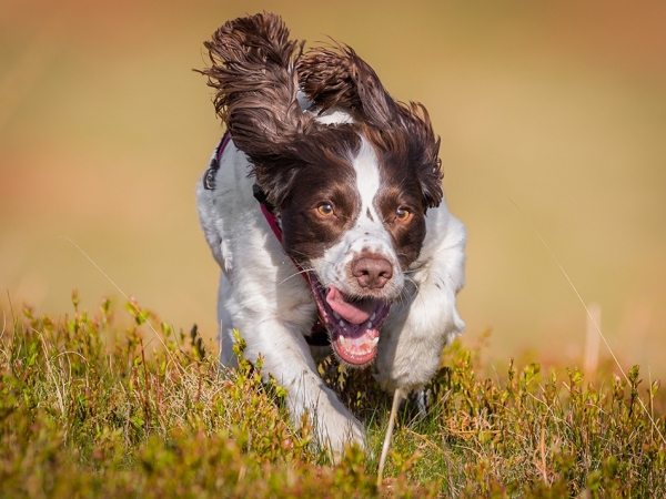 Como Identificar Sinais de Inteligência no Seu Pet - inspiração 1