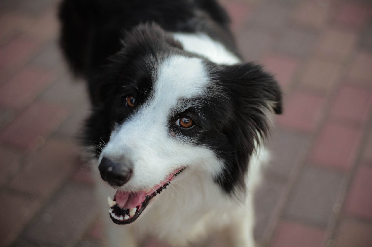 Como Identificar Sinais de Inteligência no Seu Pet - inspiração 2