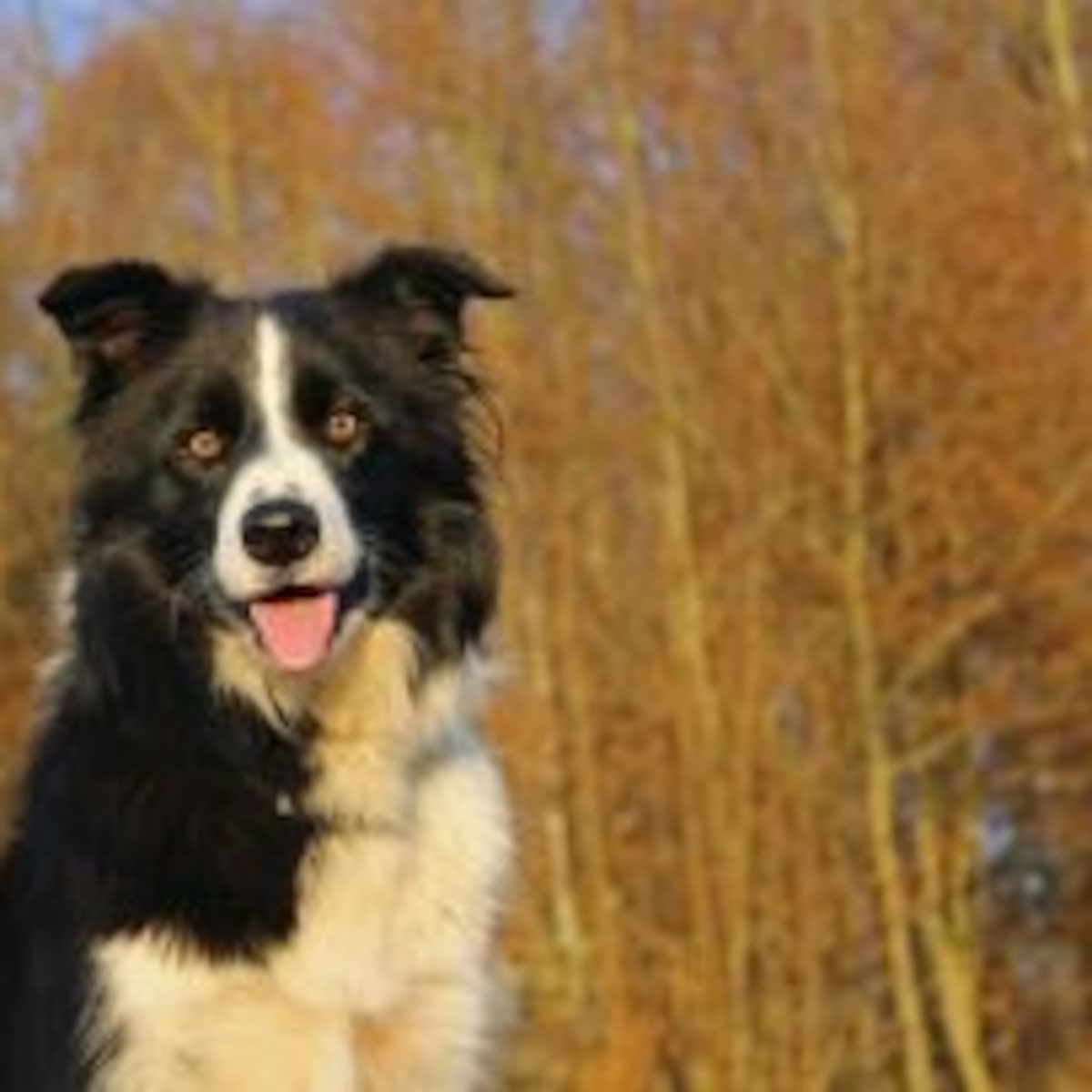 Treinamento de Obediência vs. Resolução de Problemas - inspiração 1