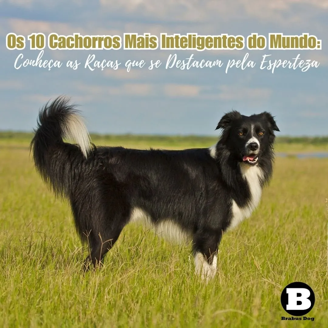 Treinamento de Obediência vs. Resolução de Problemas - inspiração 2