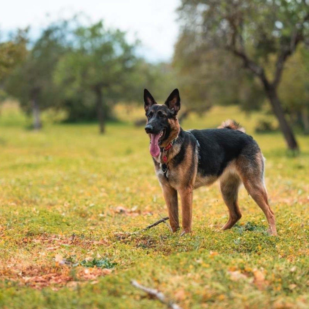 Fatores Genéticos e Desenvolvimento Cerebral - inspiração 2