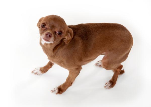 Cuidados Específicos para Situações Críticas (Fogos, Tempestades) - inspiração 1