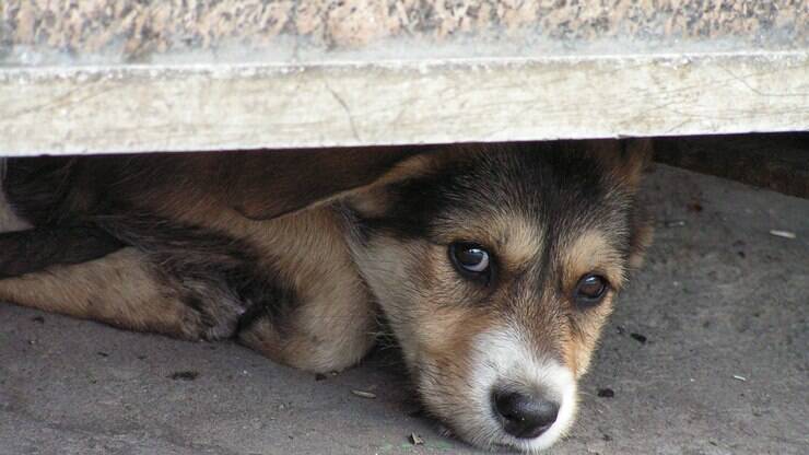 Cuidados Específicos para Situações Críticas (Fogos, Tempestades) - inspiração 2