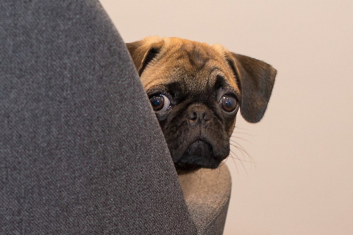 Socialização Controlada: Expondo Seu Cão Gradualmente - inspiração 2