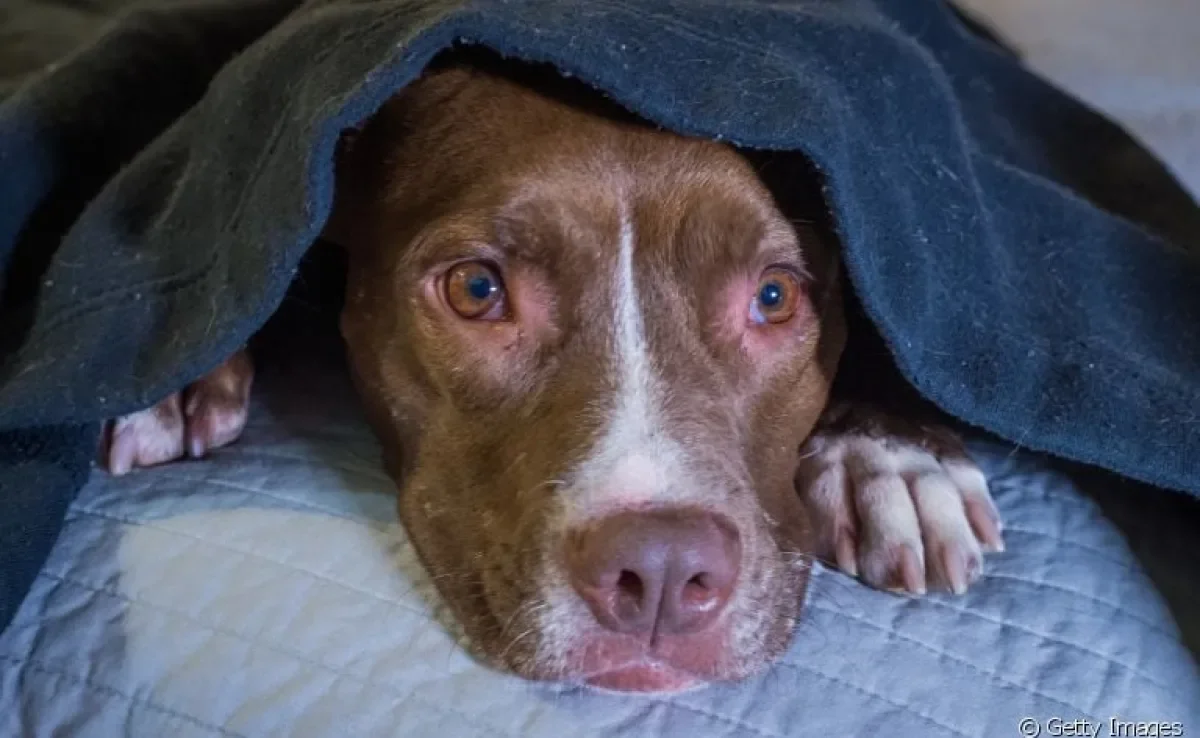 Quando Procurar Ajuda Profissional: Veterinário e Adestrador - inspiração 1