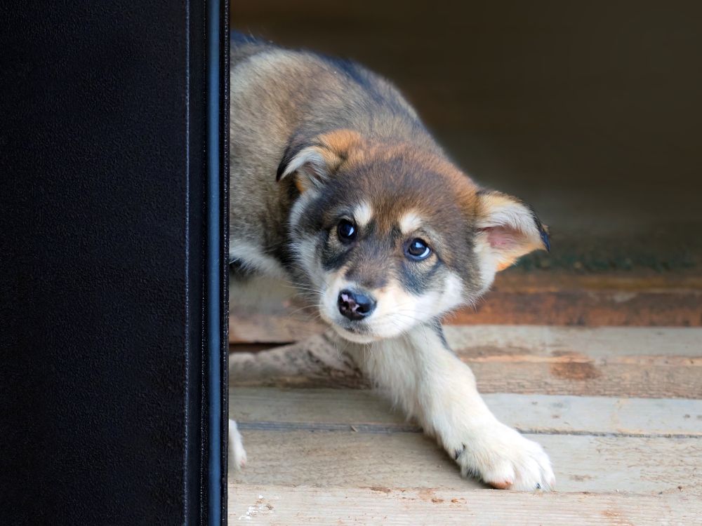 Quando Procurar Ajuda Profissional: Veterinário e Adestrador - inspiração 2