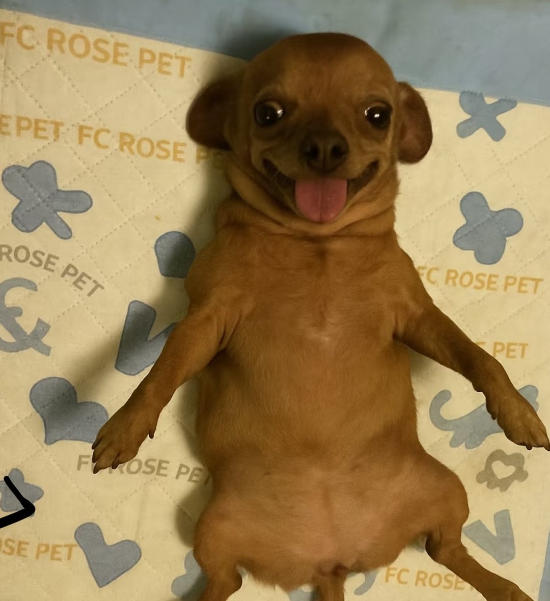 A Geração Z e a Linguagem Visual dos Memes - inspiração 2